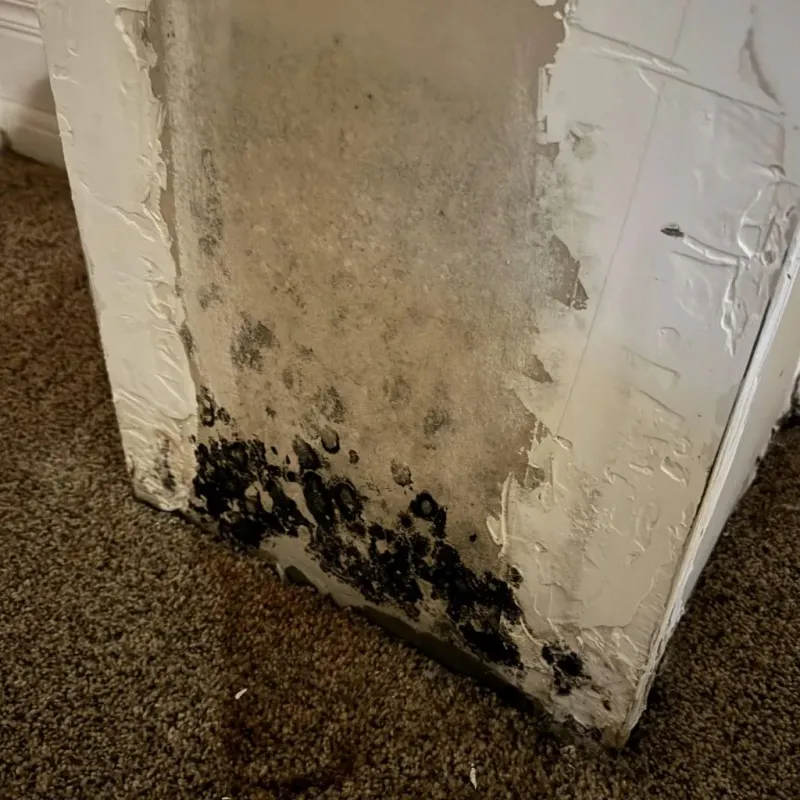Professional Mold Removal in Monticello, MN